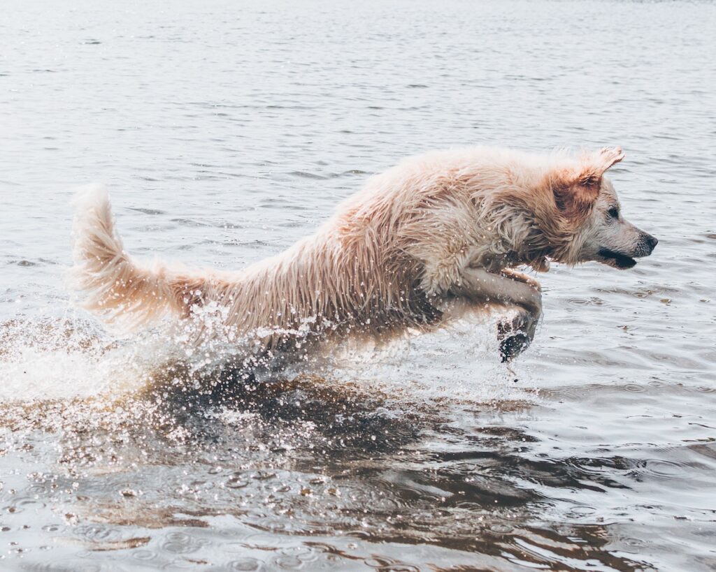 Baden mit Hund: Spaß und Sicherheit im Wasser