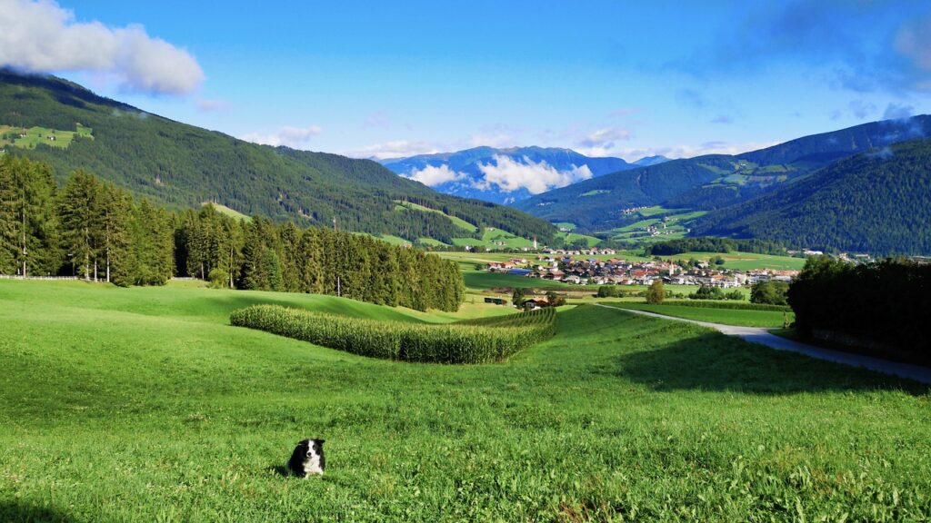 Urlaub mit Hund in Südtirol: Die besten Reisetipps und Empfehlungen